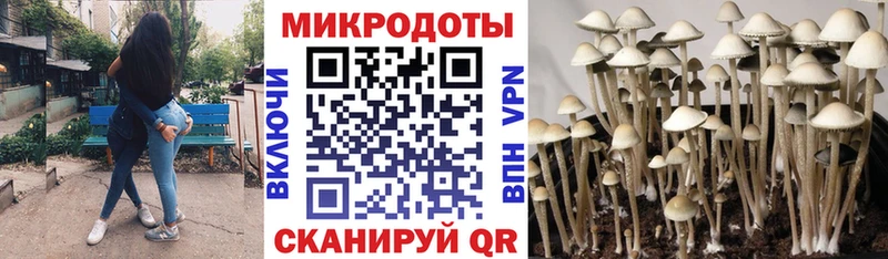 дарк нет какой сайт  Завитинск  Галлюциногенные грибы Psilocybine cubensis 